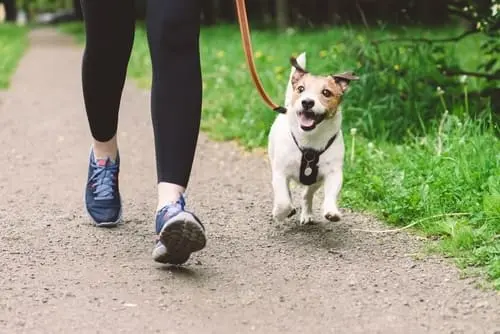 running with dog in park<br />
